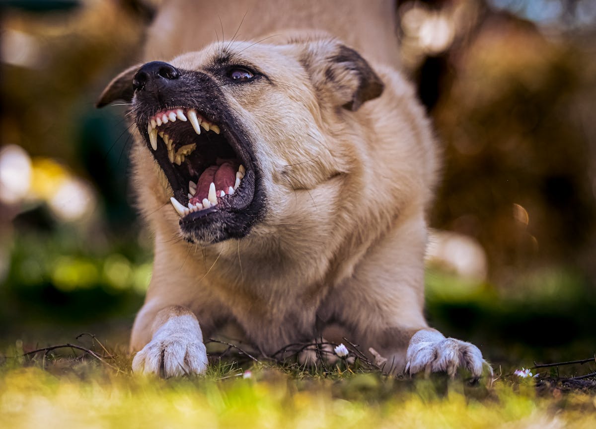A snarling dog baring its teeth